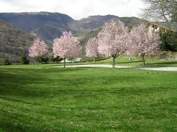 Camping-Aire-naturelle-Pailhac-1 - Photo 3
