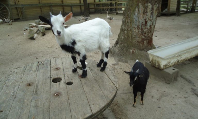 Camping Domaine de Bréhadour kinderboerderij 768x461