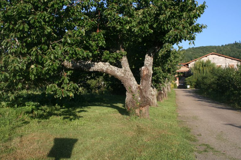 Camping Aire Naturelle de Les Cerisiers 768x512
