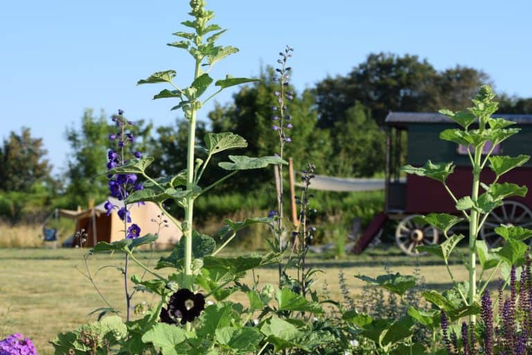 Camping Domaine Des Rêves 768x512