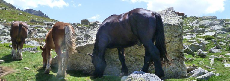 Camping La Pibola in Camon Ariege 768x270