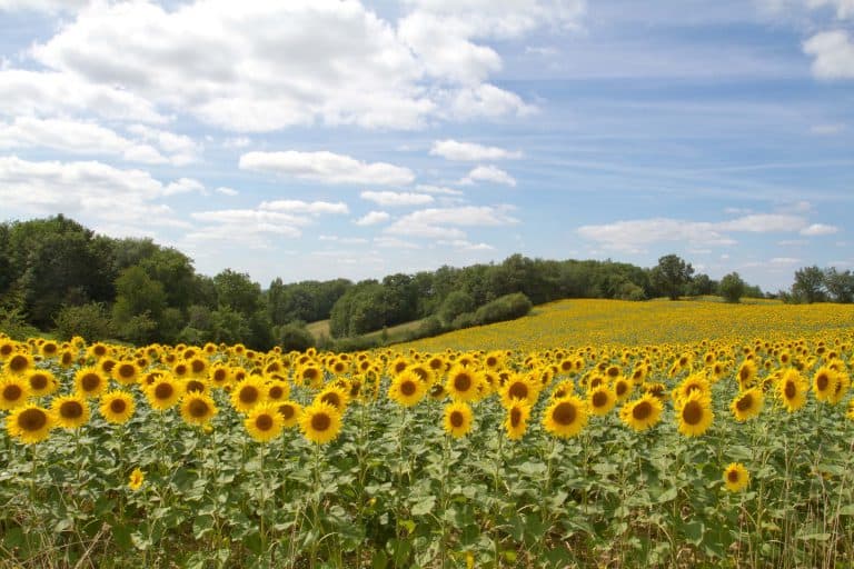 Camping L Anjou Gers 768x512