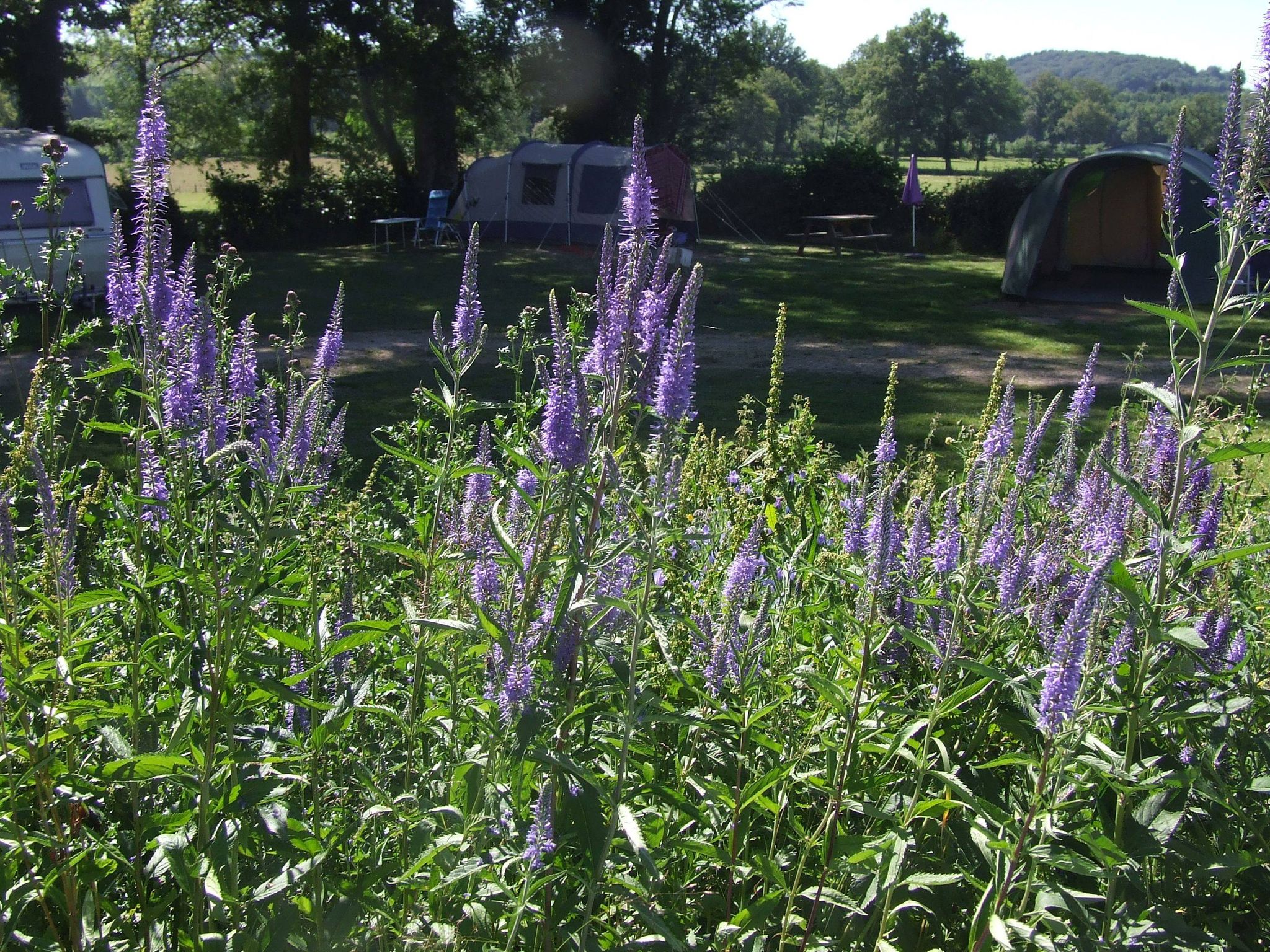 Nature campsite Les Fayes in Gouttieres photo 2