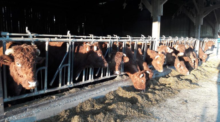 Boerencamping L Etable des Mauges en Anjou vleesvee 768x429